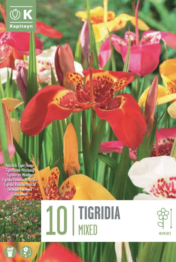 Harilik tiigerlill Mix 10 tk
