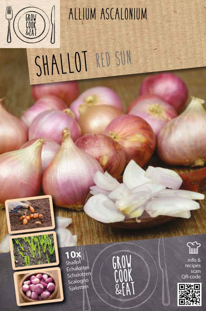 Salottsibul Kapiteyn Red Sun 10 tk