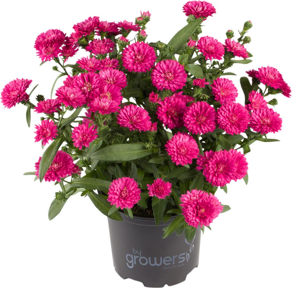 Sügisaster Hybrid mix Ø15 cm