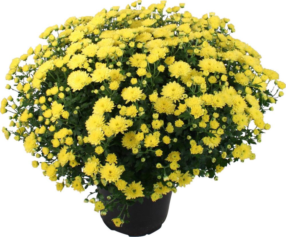 Pallkrüsanteem Mix Ø 19 cm