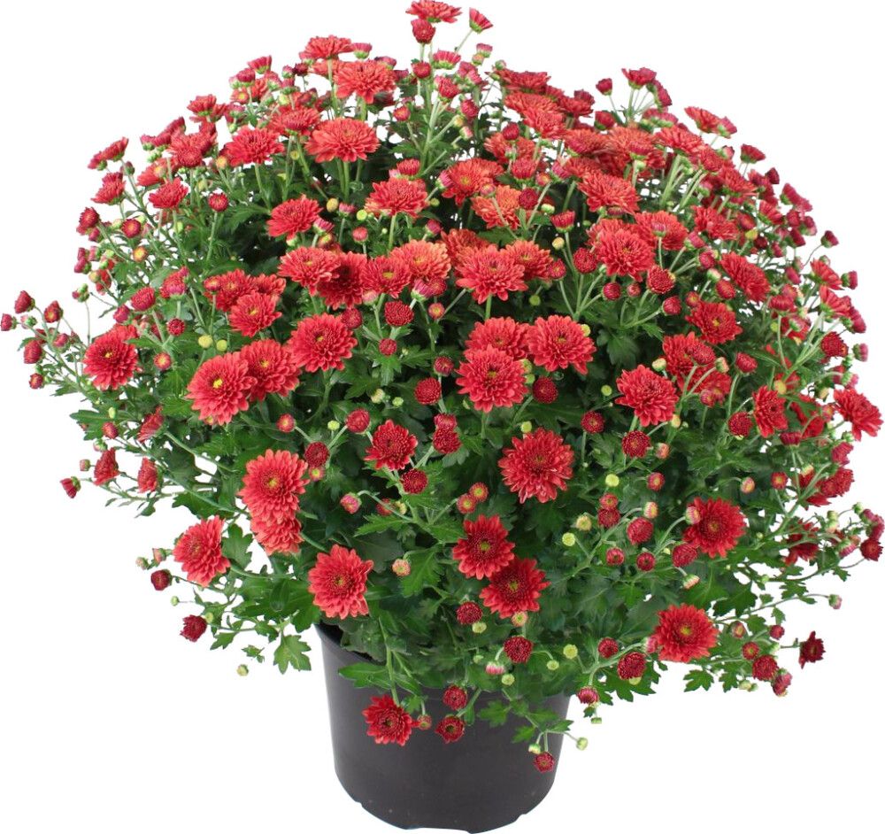 Pallkrüsanteem Mix Ø 19 cm