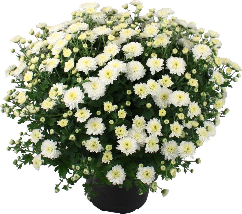 Pallkrüsanteem Mix Ø 19 cm