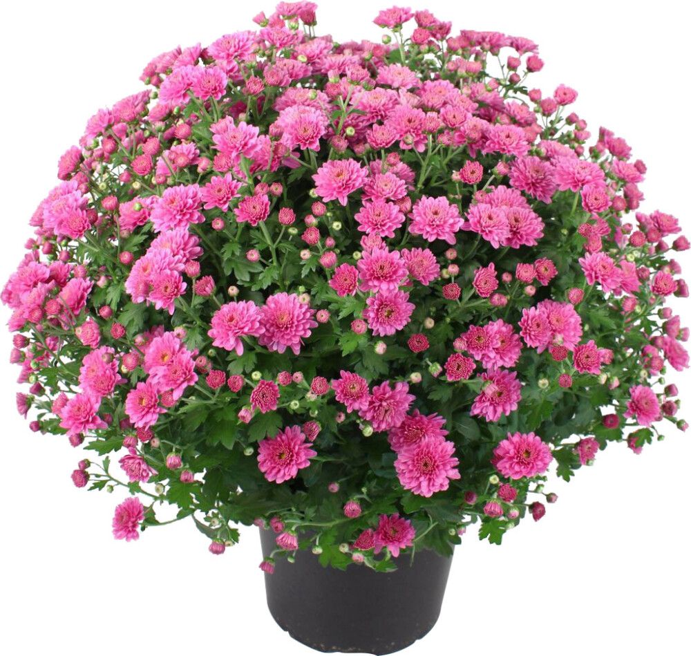 Pallkrüsanteem Mix Ø 19 cm