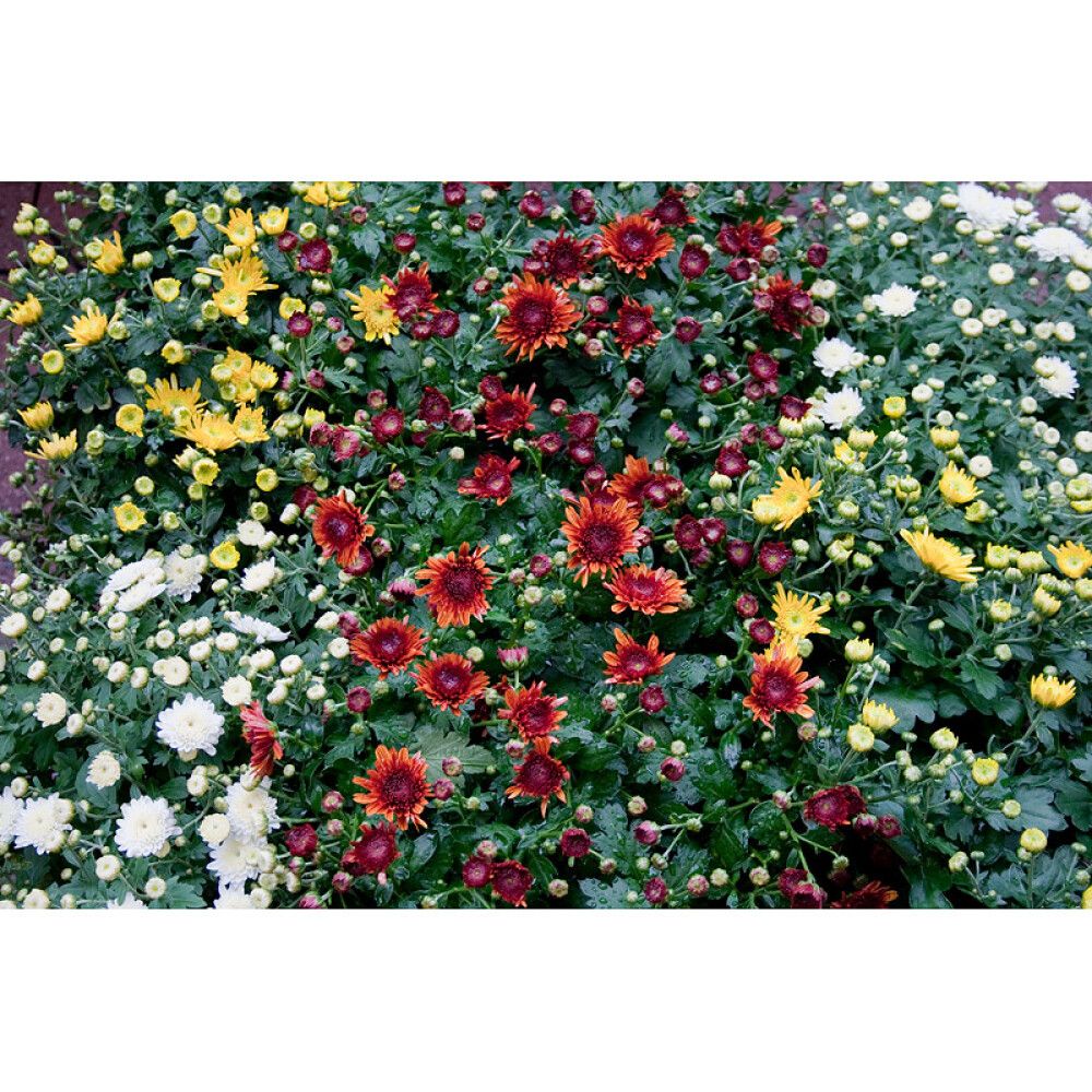 Pallkrüsanteem Mix Ø 19 cm