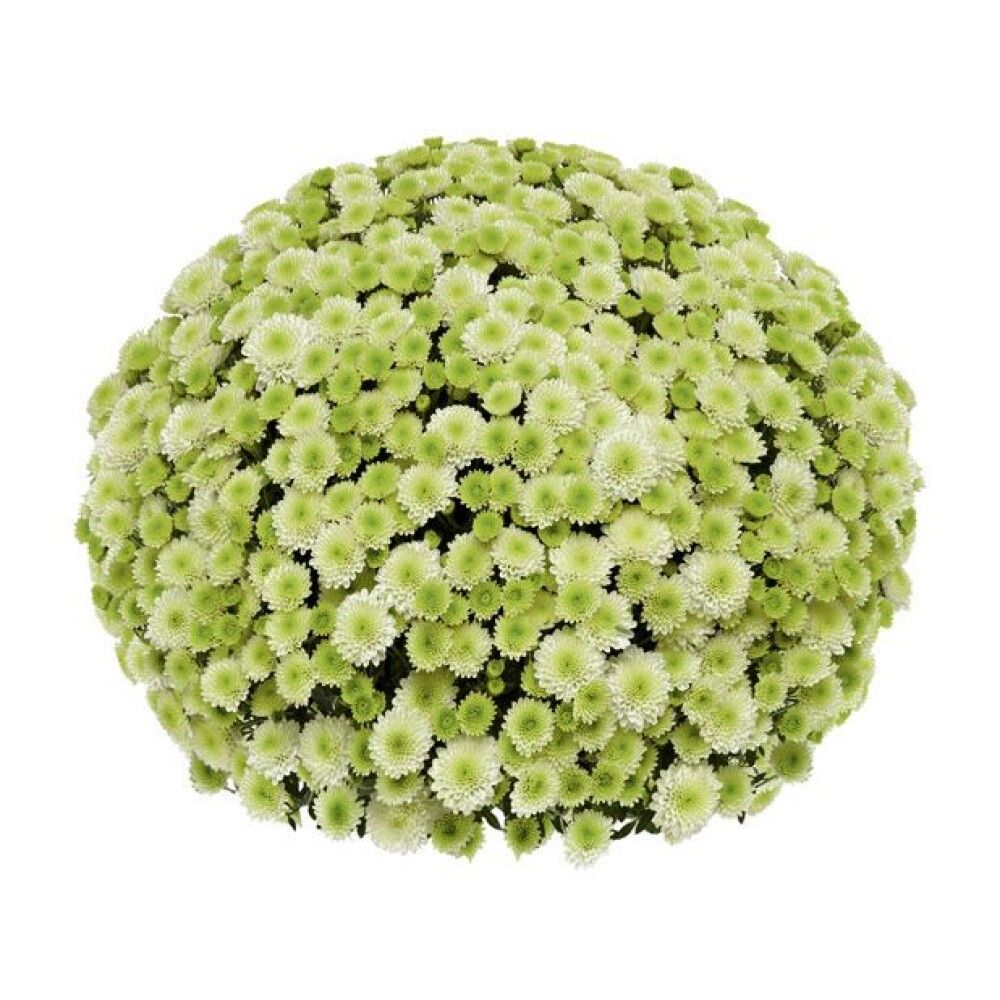 Pallkrüsanteem Mix Ø 19 cm