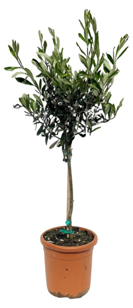 Oliivipuu tüvel Ø 18 cm