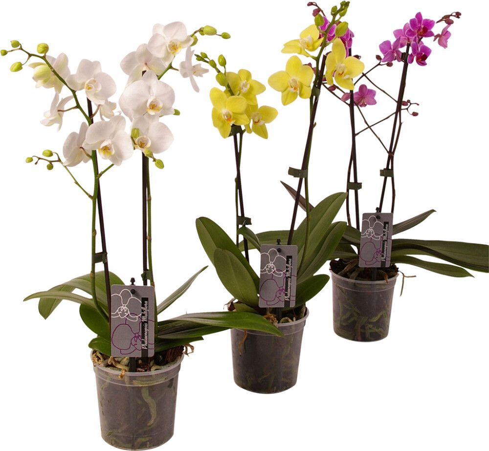 Orhidee Kuuking mix 2 - varrega