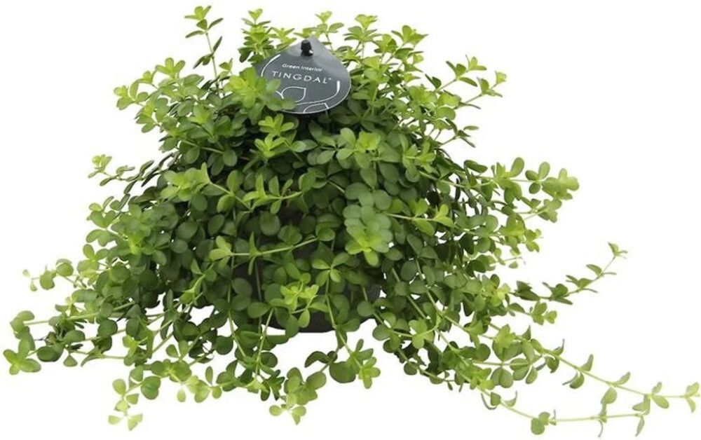 Ümaraleheline peperoomia 11 cm                              