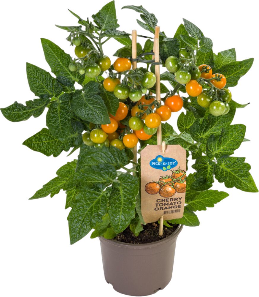 Kirsstomat oranž Pick-n-Joy                         