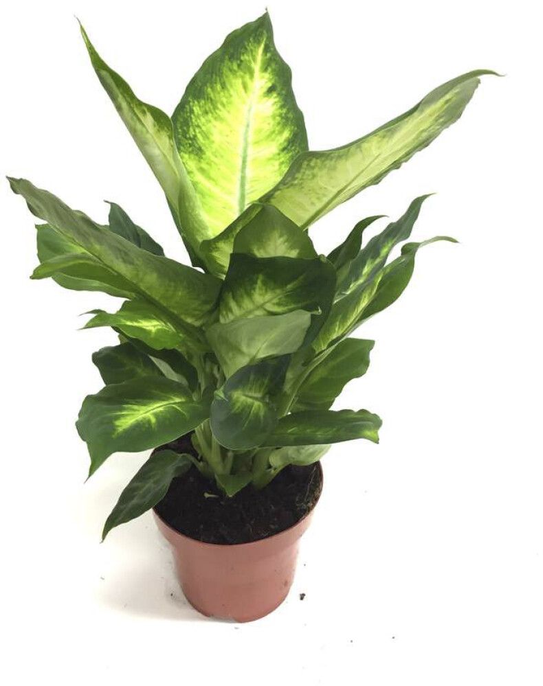 Diifenbahhia Ø 12 cm