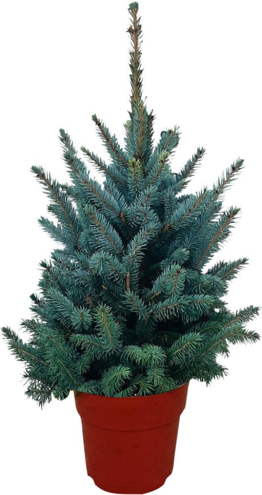 Torkav kuusk Super Blue potis 70 cm