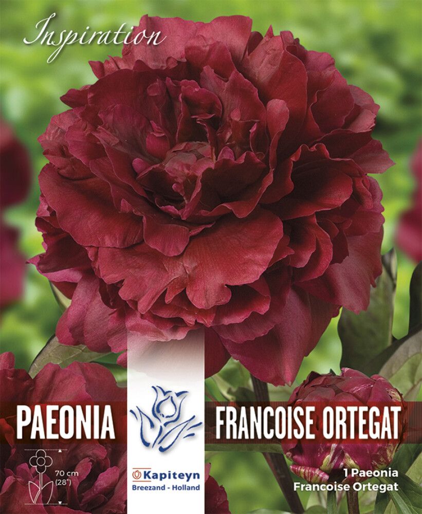 Pojeng Francoiset Ortegat