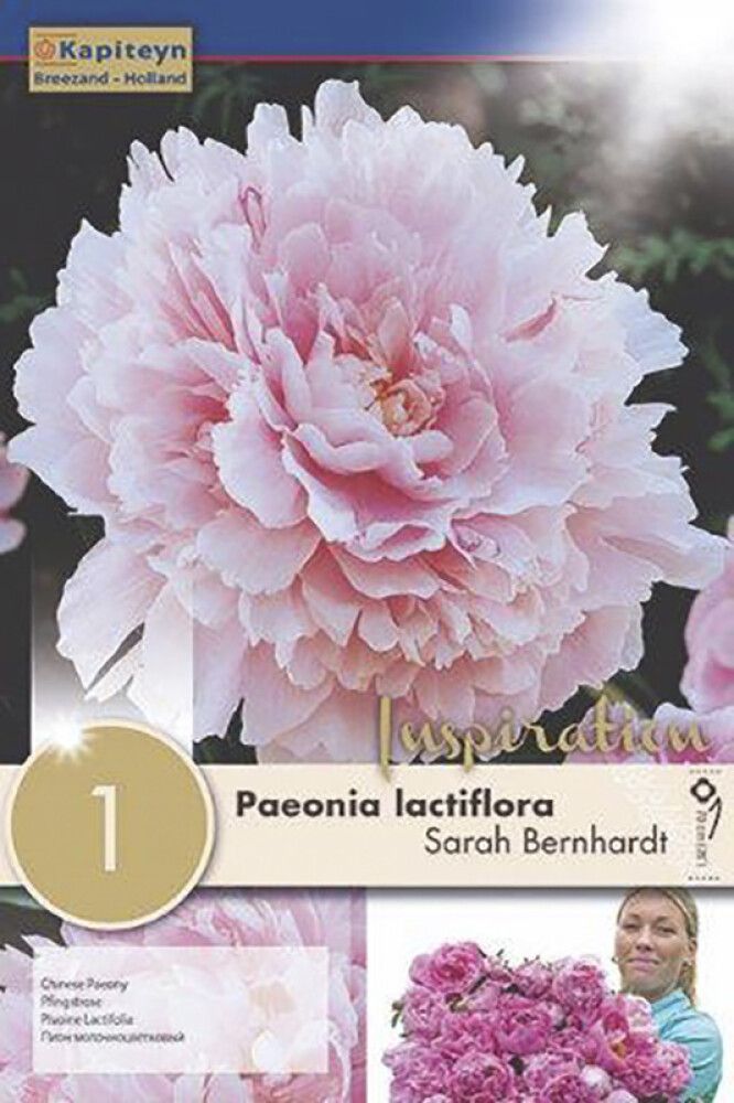 Pojeng Sarah Bernhardt 1 tk