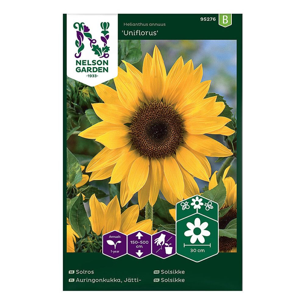 Harilik päevalill Uniflorus