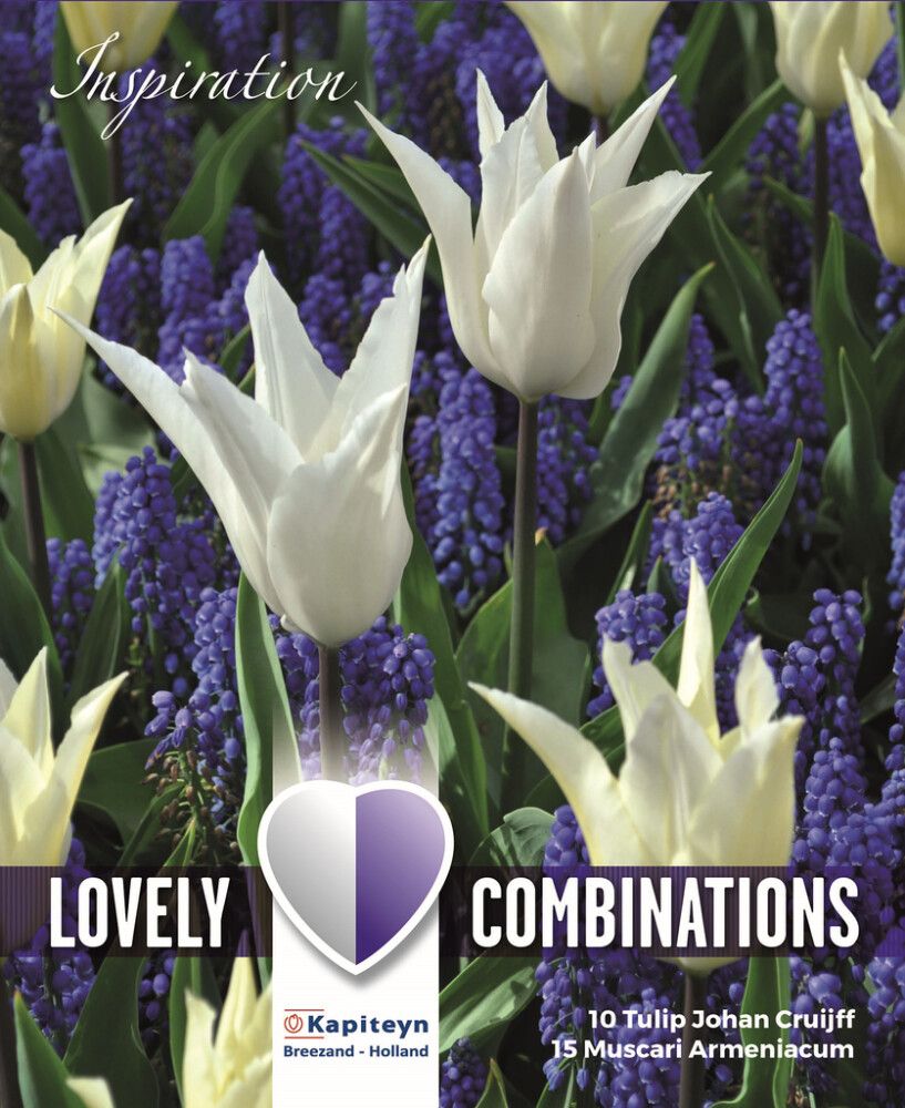 Tulbi ja kobarhüatsindi valik 25 tk