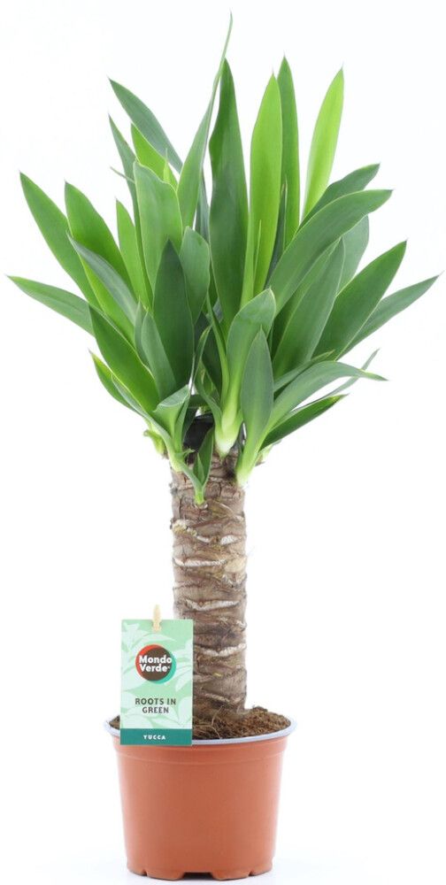 Tääkliilia Ø 12 cm