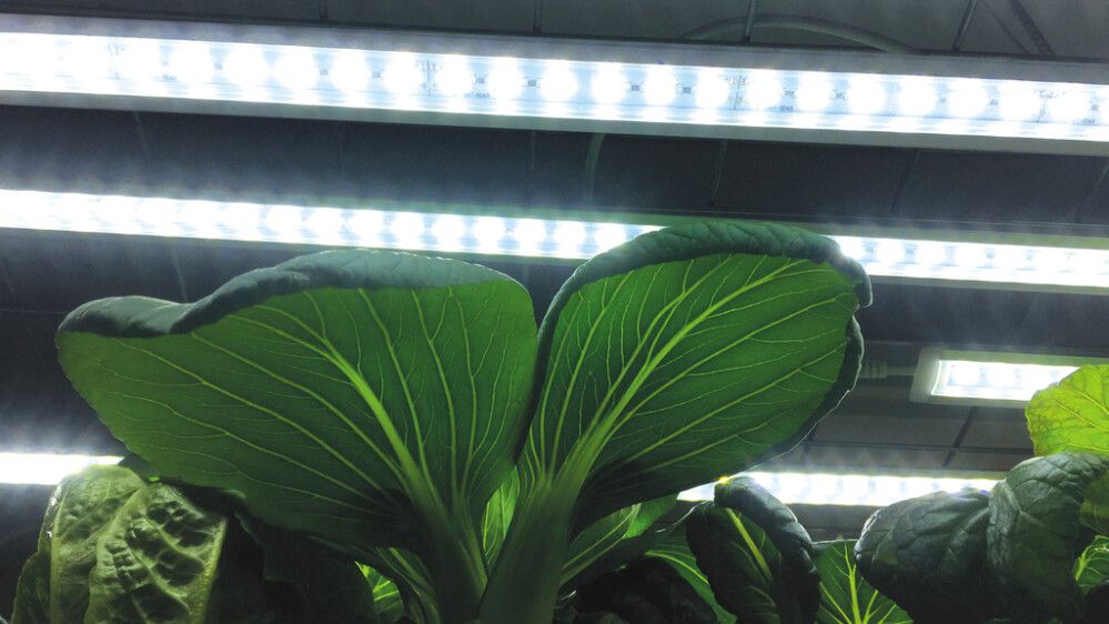 Taimelamp Nelson Garden LED-riba 15 W