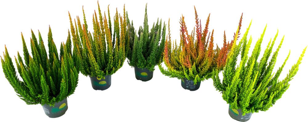 Kanarbik Skyline mix Ø 10 cm