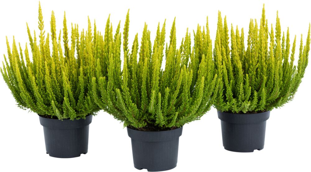 Kanarbik Skyline mix Ø 10 cm