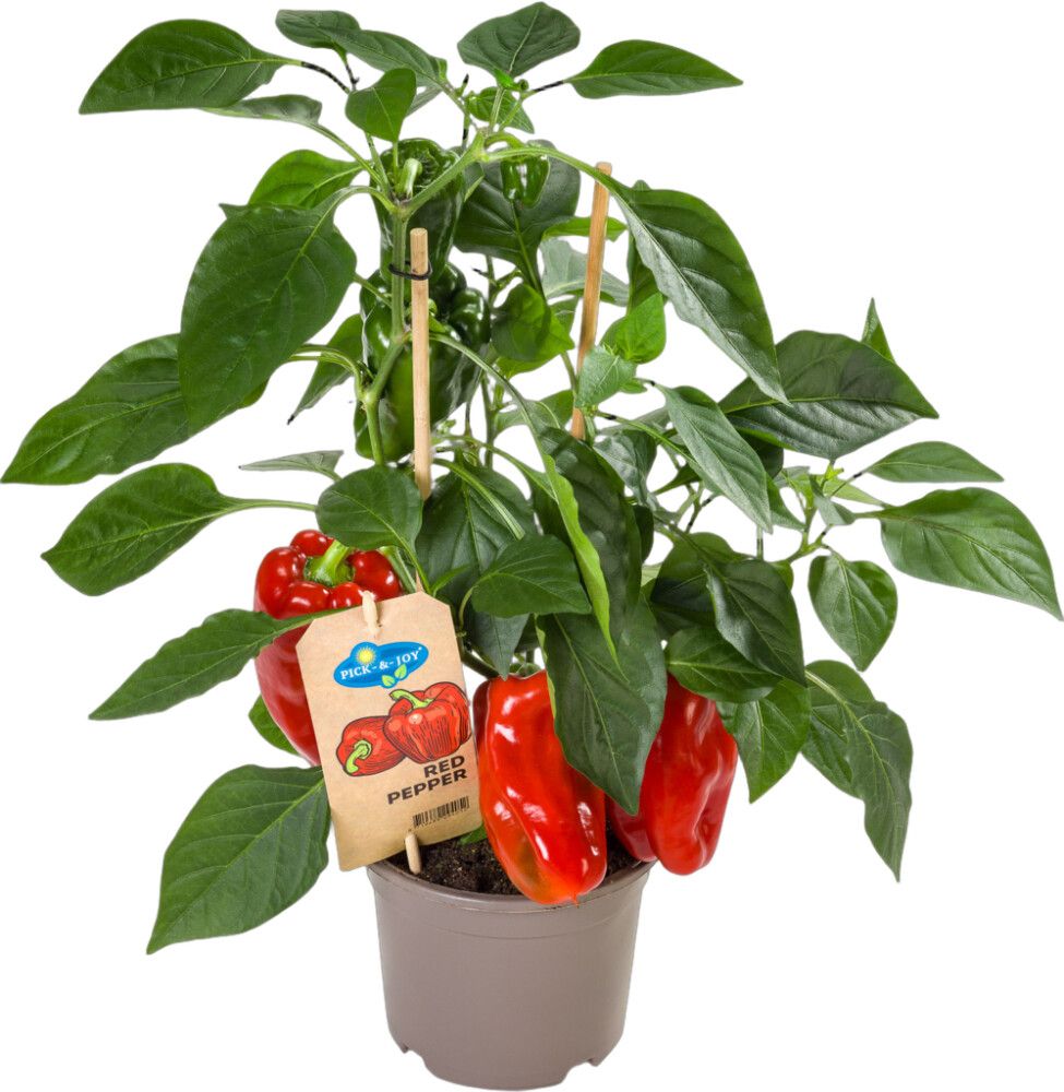 Paprika punane Pick-n-Joy 