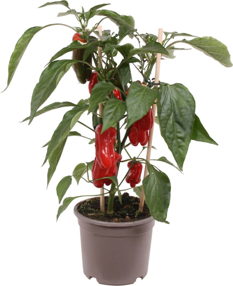 Potitaim Pick-n-Joy paprika punane