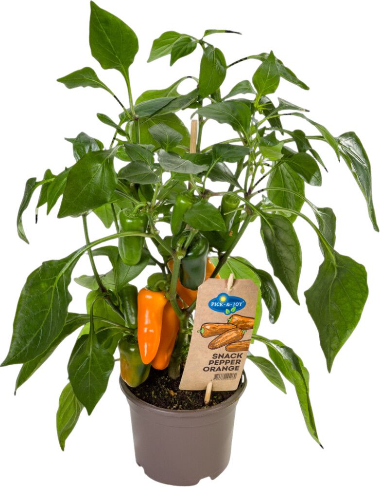 Paprika Pick-n-Joy orange