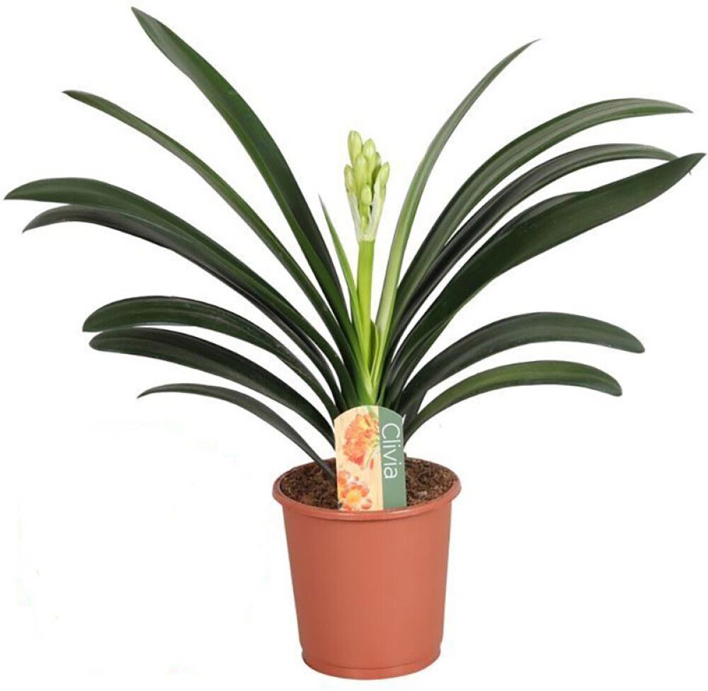 Mattpunane kliivia Ø 13 cm