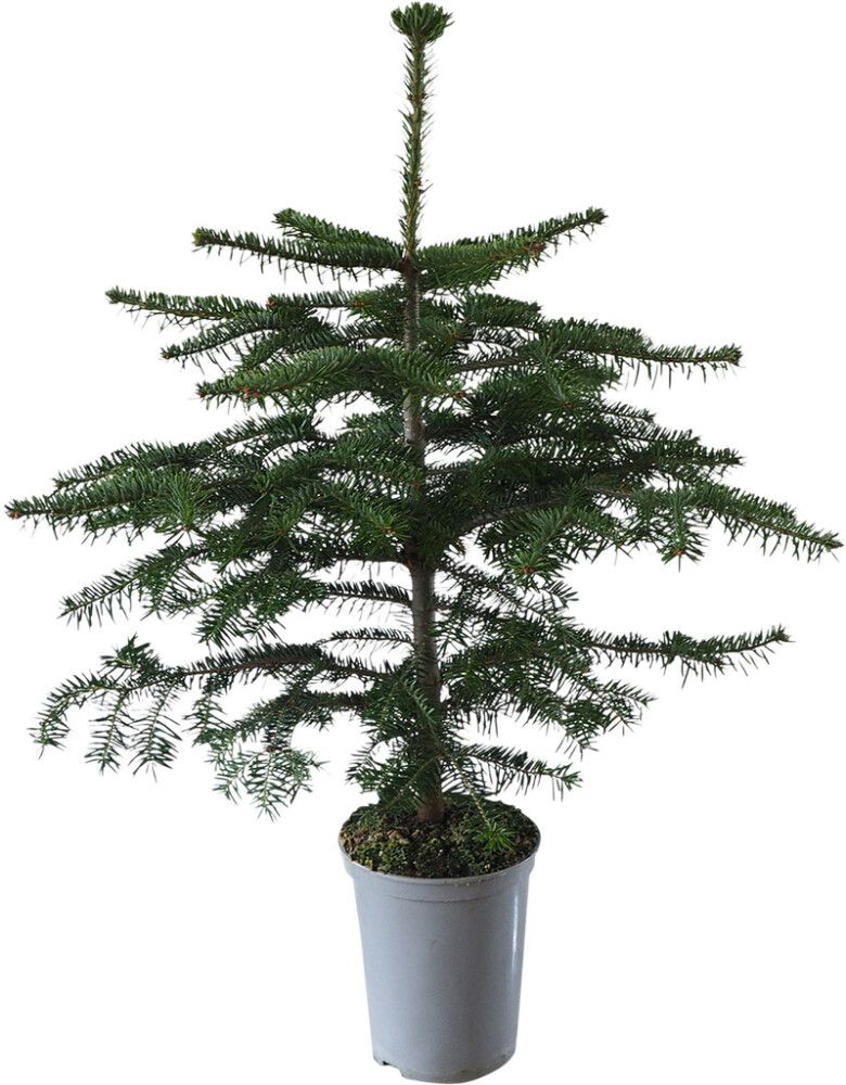 Kaukaasia nulg potis 75-85 cm