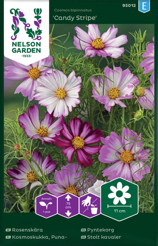 Harilik kosmos Candy Stripe