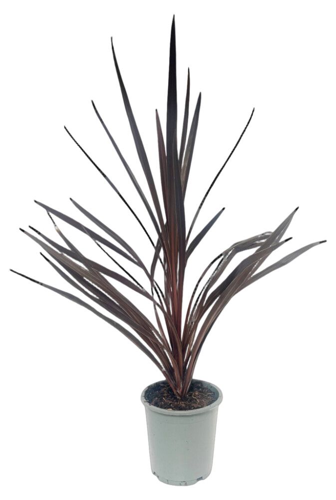 Lõuna-tõlvpuu Red Star Ø 17 cm