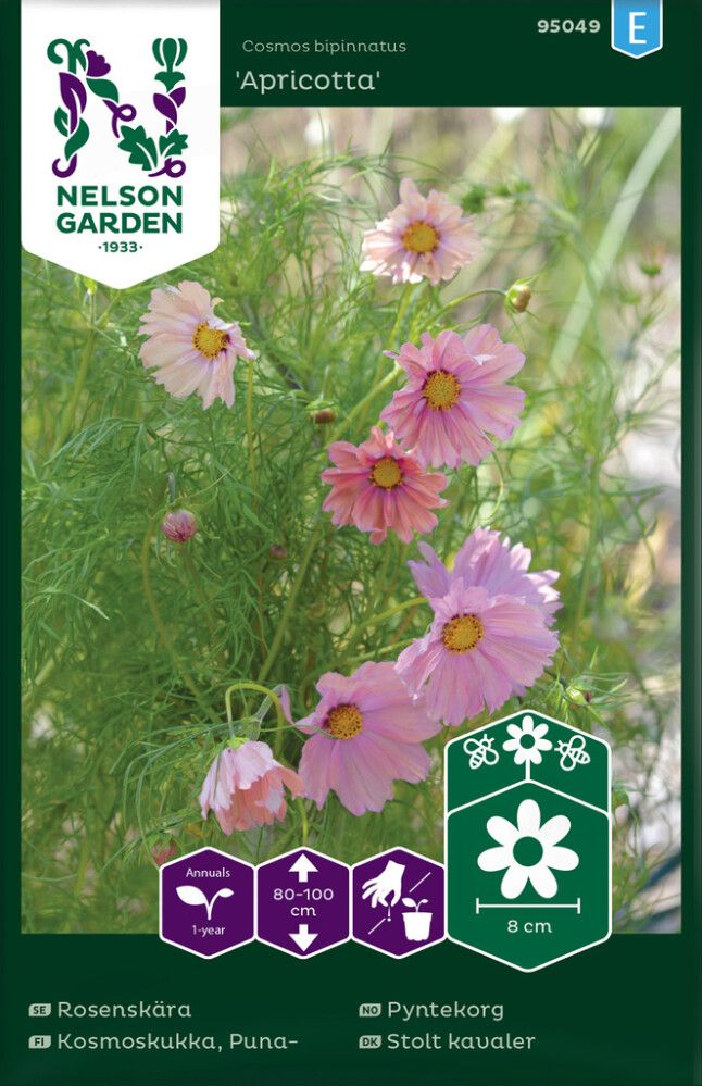 Harilik kosmos Apricotta