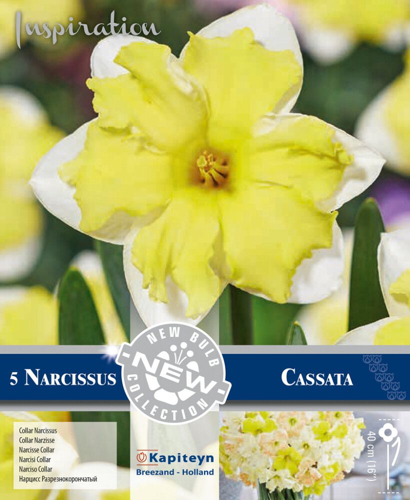 Nartsiss Collar Cassata 5 tk