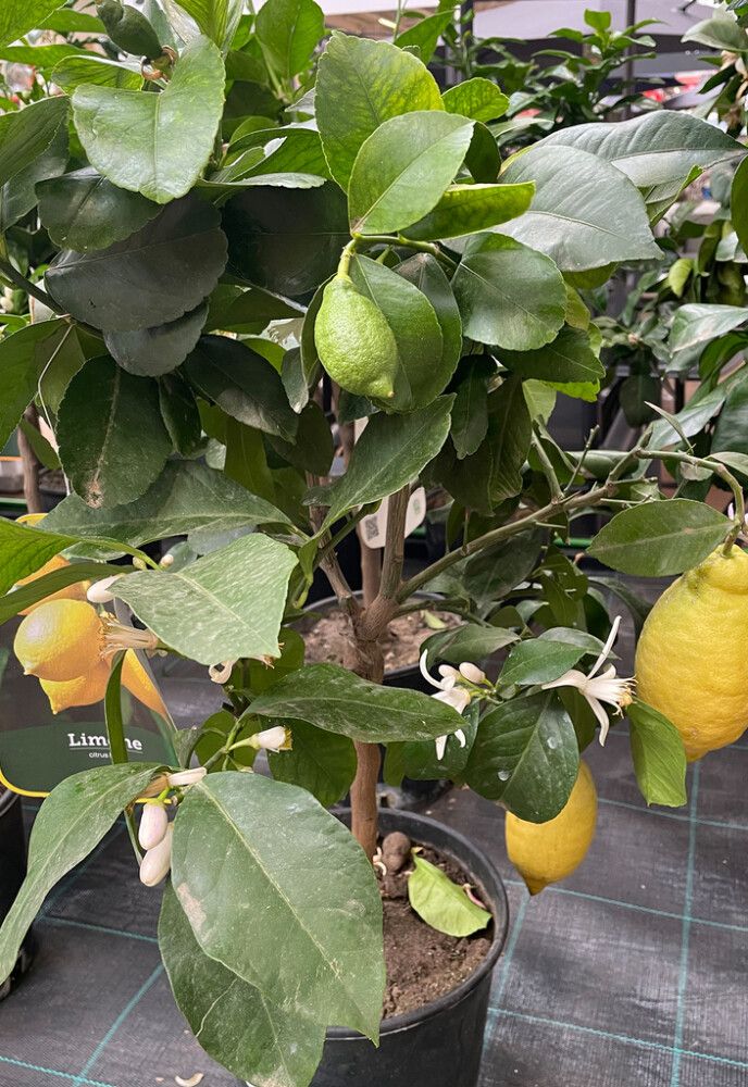 Sidrunipuu tüvel Ø 20 cm