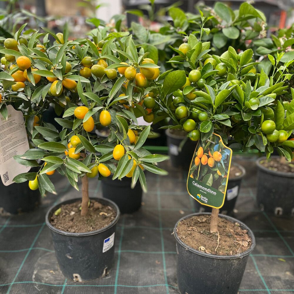 Sidrunipuu tüvel Ø 20 cm