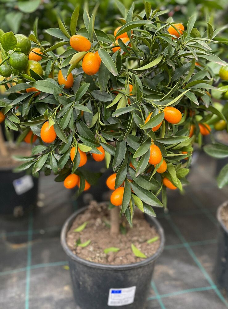 Sidrunipuu tüvel Ø 20 cm