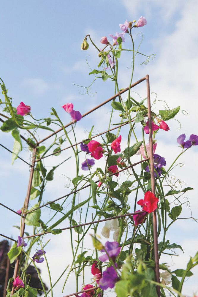 Taimesõrestik 140 cm