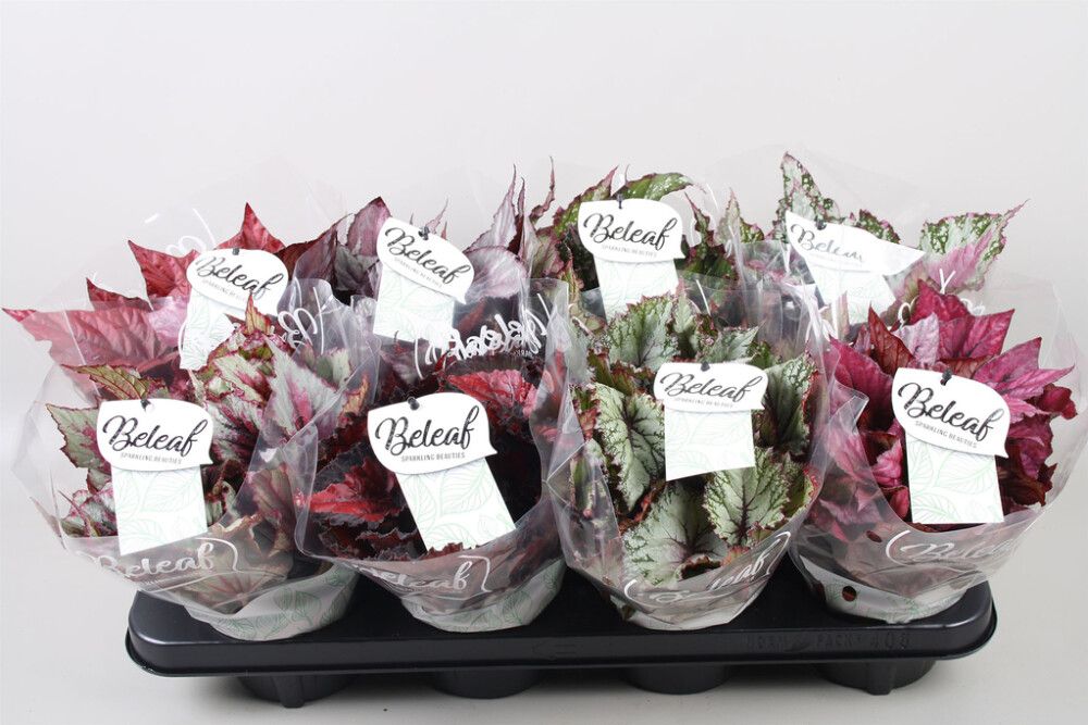 Begoonia Beleaf valik Ø 12 cm