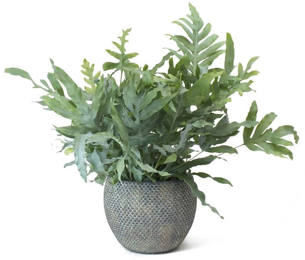 Harilik kuldimar Blue Star Ø12 cm