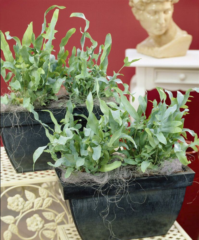 Harilik kuldimar Blue Star Ø12 cm