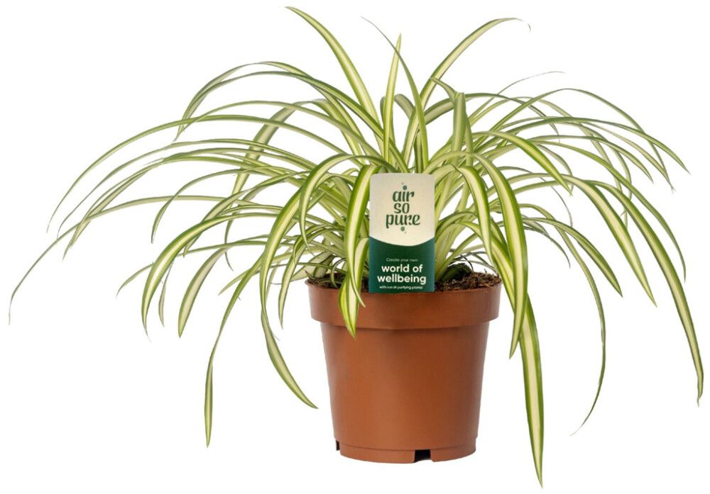 Tups-rohtliilia Ø 12 cm