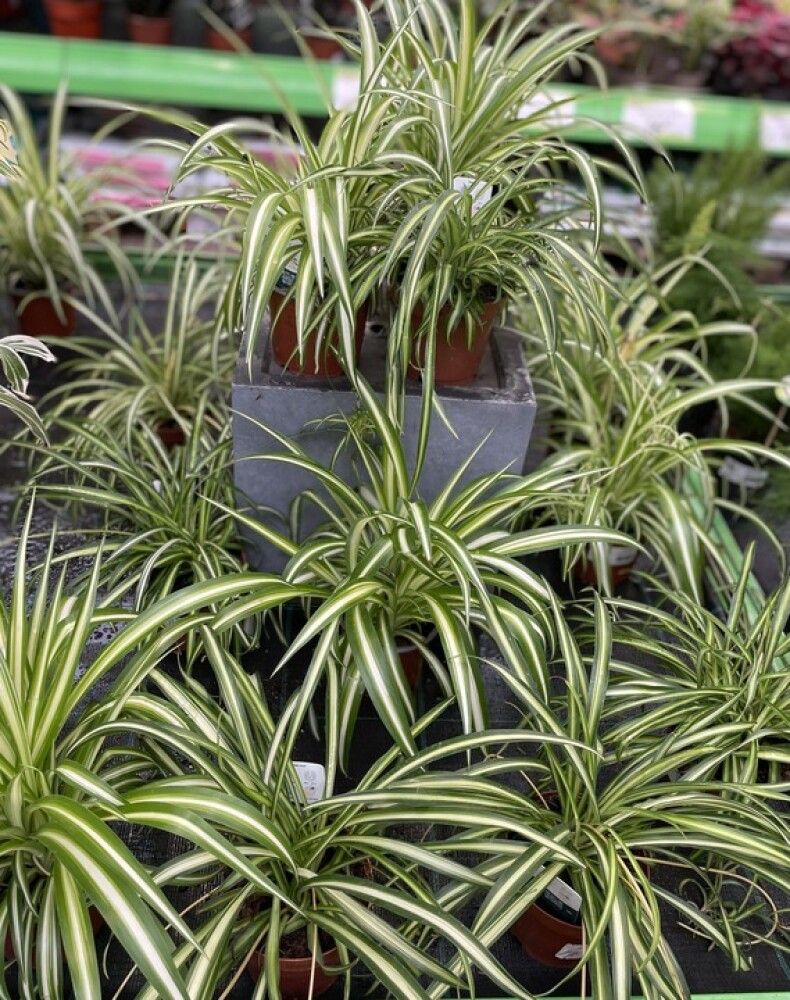 Tups-rohtliilia Ø 12 cm