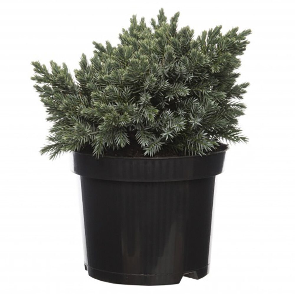 Kirju kadakas Blue Star Ø 17cm