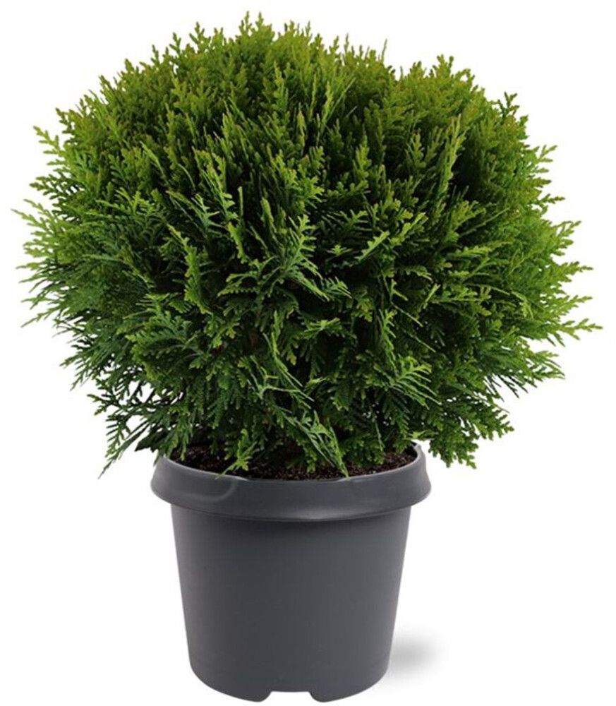 Harilik elupuu Danica Ø 17 cm