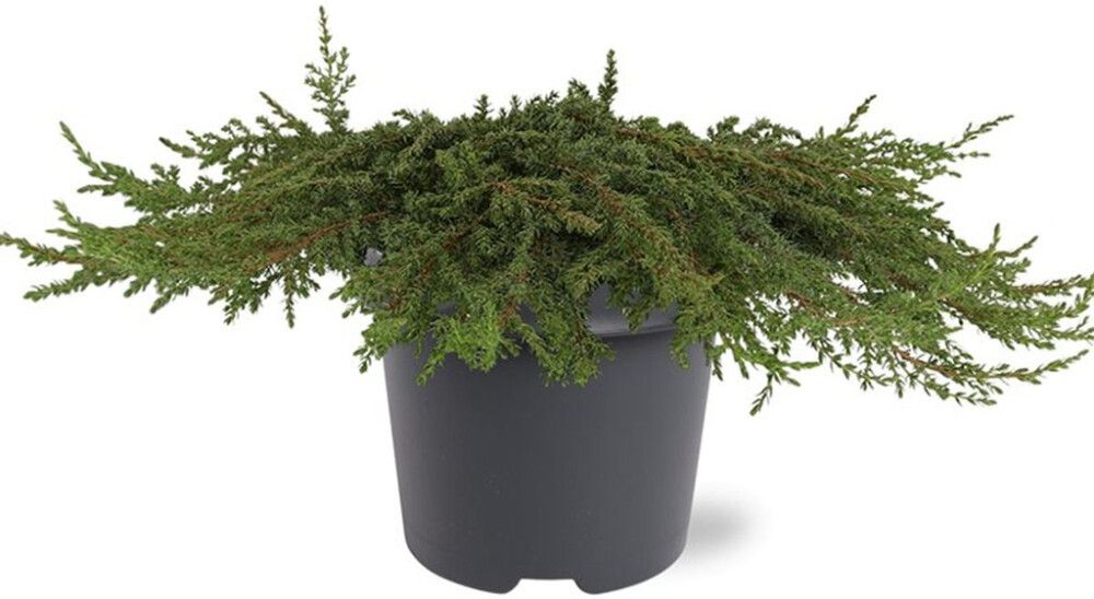 Kadakas Green Carpet Ø 17 cm