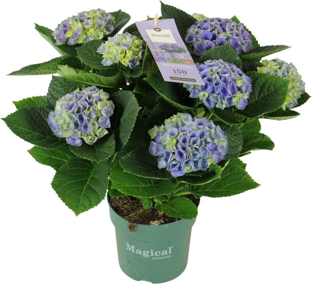 Hortensia Magicalrevolution Ø 14 cm