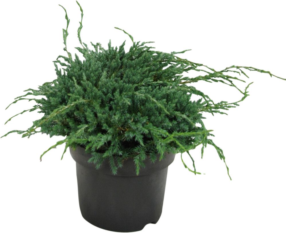 Kirju kadakas Blue Carpet Ø 17 cm