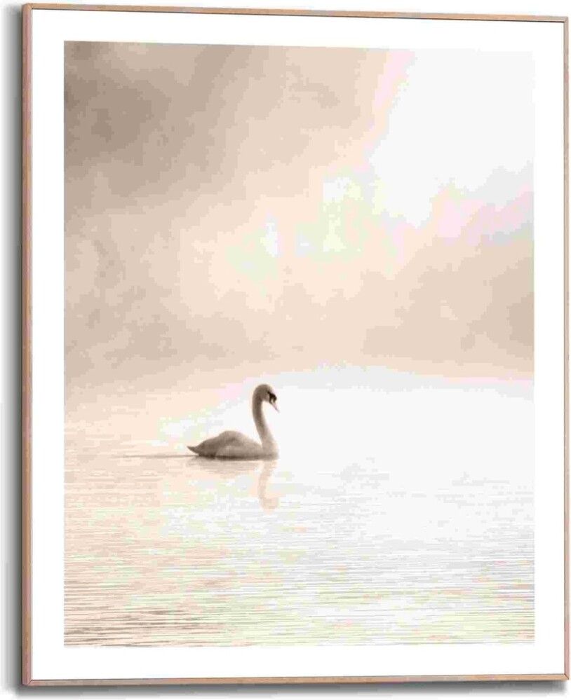 Sisustuspilt Reinders Misty Lake Swan 40 x 50 cm