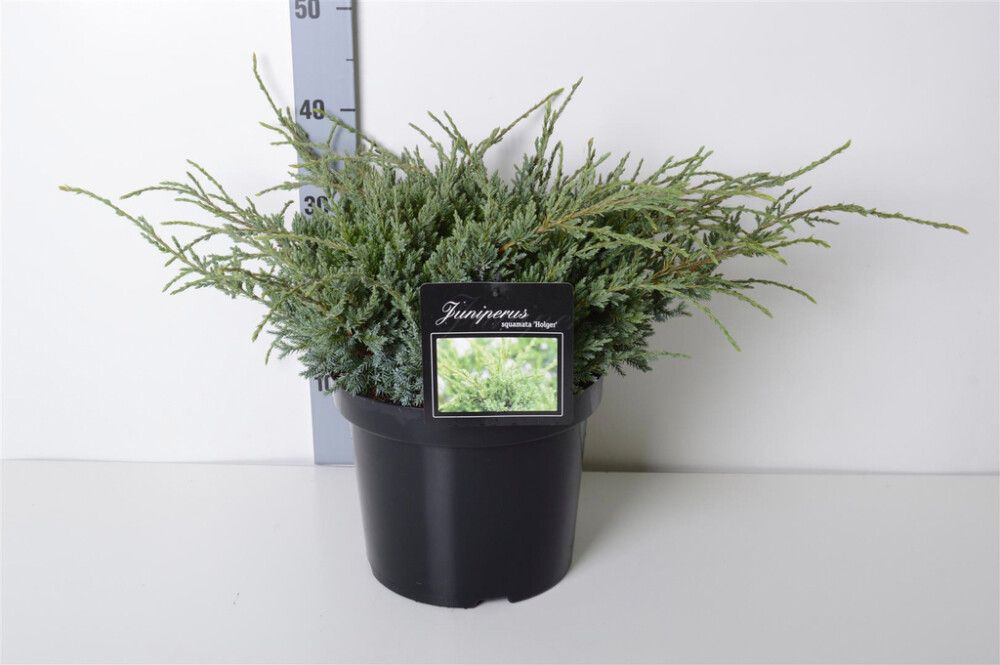Kirju kadakas Holger Ø 17 cm