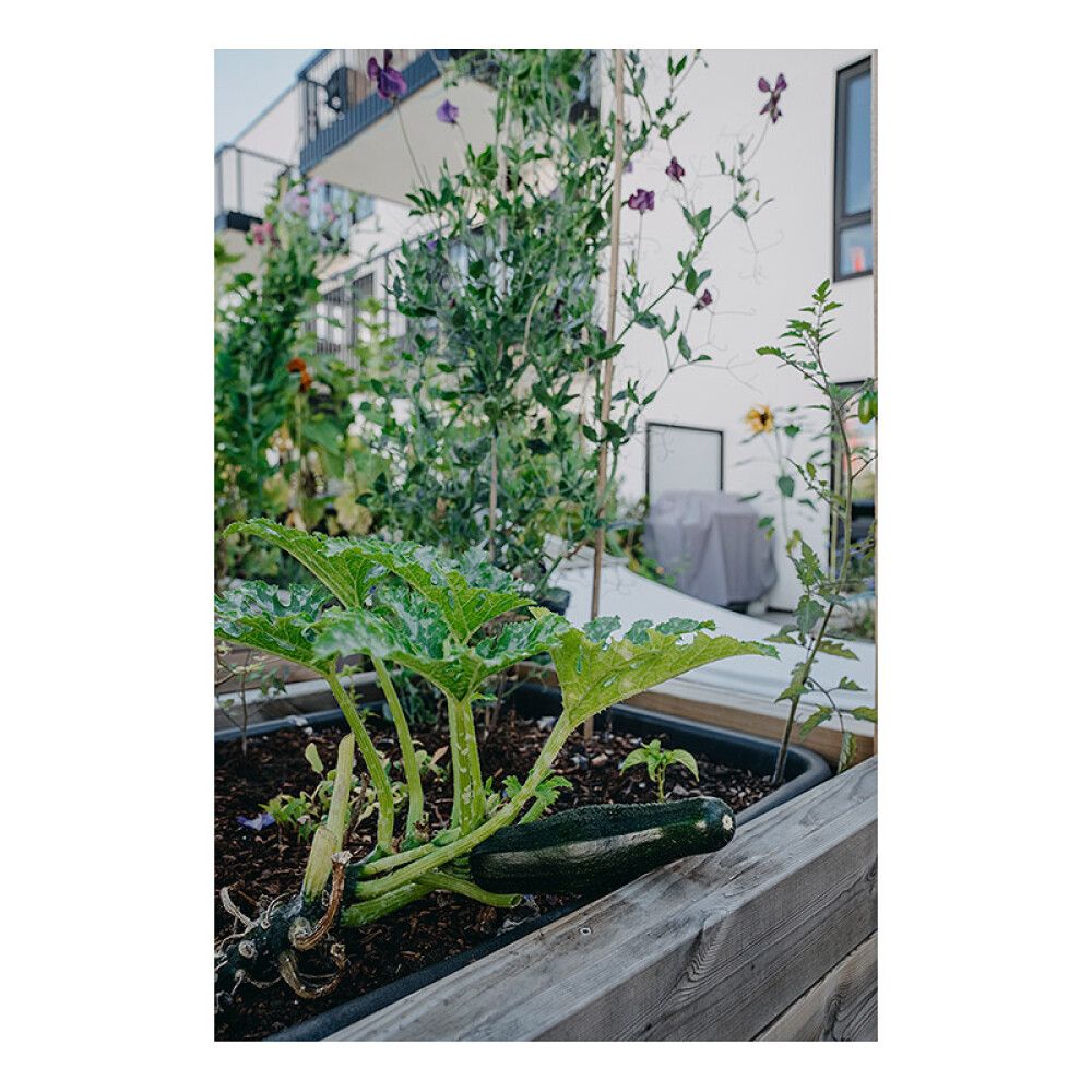 Suvekõrvits Diamant F1