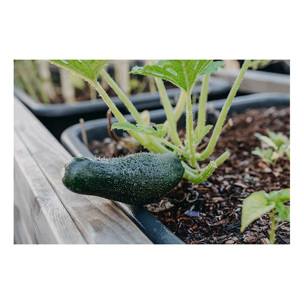 Suvekõrvits Diamant F1